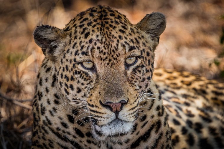 080 Kruger National Park, luipaard.jpg